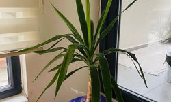 Yakınlarınızı uyarın: Bu bitkilerin eve sokulmaması gerek