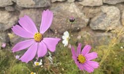 Ağrı’da kasım ayında açan çiçekler şaşırttı