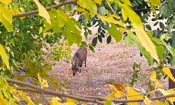 Dağ keçileri sonbahara renk kattı: Tunceli’de görsel şölen