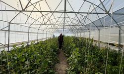 "Köye Dönüş" projesi çerçevesinde , boşaltılan köyler yeniden hayat buldu