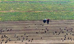 Muş Ovası’nda şeker pancarında hasat devam ediyor