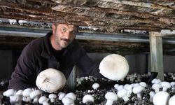 Oltu'da yılın son mantar hasadı başladı