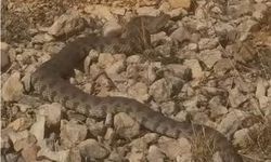 Tek ısırığı bir insanı öldürmeye yeten dev engerek yılanı görüntülendi