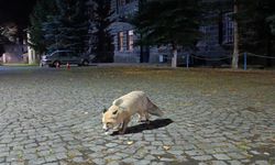 Tilkiyi bisküvi ile besledi, o anları kayda aldı