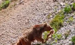 Tunceli’de ayının avı dron ile görüntülendi