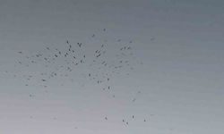 Van Gölü üzerinde kuş sürüsünün görsel şöleni