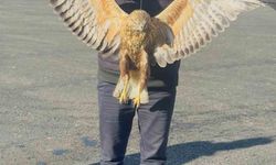 Yüksekova’da bulunan yaralı baykuşu tedavi altına alındı