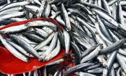 Hamsinin kilosu 50 liraya düştü, vatandaşlar markete akın etti