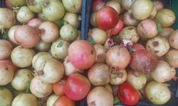 Zivzik Narı dayanıklılığı ve lezzetiyle dikkat çekiyor