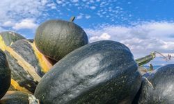 Bitlis’in yerli kara kabağı şifa saçıyor
