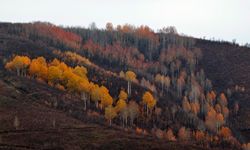 Mutki’de sonbaharın son renkleri kartpostallık manzaralar oluşturdu