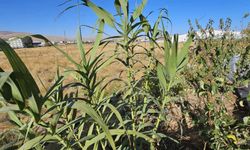 Tatvan’da "Manisa Kargısı" bahçede hayat buldu