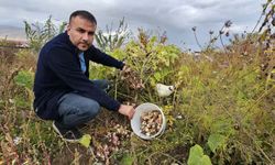 Tatvan’da yer elması hasadı başladı