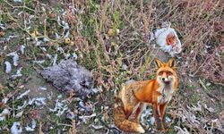 Tatvan’da gece baskını: Tilkiler kümese girip 8 tavuğu telef etti