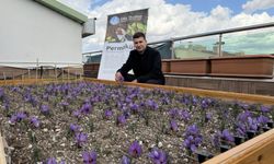 Ülkü Ocakları Genel Merkezi’nin terasında safran hasadı!