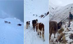 Hizan'da meradaki hayvanlar kara yakalandı