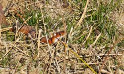 Tatvan doğasında renkli sürpriz: Kırmızı yılan görüntülendi!