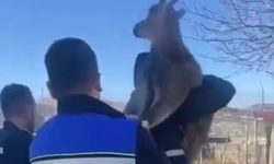 Bahçe çitine sıkışan yaban keçisi ekipler tarafından kurtarıldı
