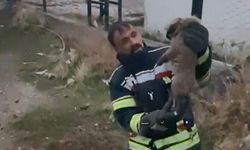 3 metrelik çukurda kurtarma operasyonu: Yavru köpekler kurtarıldı