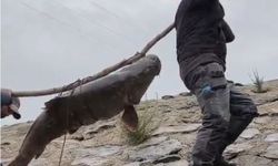 Nehirde yakalanan 60 kiloluk dev turna balığı ilginç yöntemle taşındı