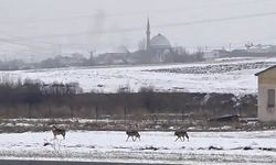 Aç kalan kurt sürüsü şehir merkezinde paniğe neden oldu