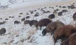 Ağrı'da kar ve tipi hayatı durma noktasına getirdi