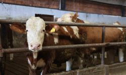 Aldığı hibe ile 300 hayvanlık çiftlik kurdu