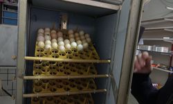 Atıkları değerlendirdi, kuluçka makinesi yaptı