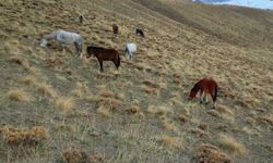 Başıboş bırakılan at ve eşekler tehlike saçıyor