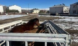 Bingöl'de kış öncesi başıboş binek hayvanlar toplatıldı
