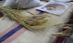 'Buğdayın Atası Ardahan Kavılcası Etkinliklerine' yoğun ilgi