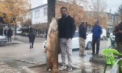 Elazığ'da 60 kiloluk turna balığı ağa takıldı