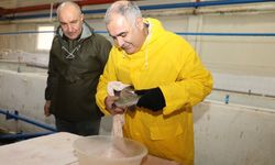 Elazığ'da alabalık sağım çalışmaları devam ediyor