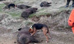 Elazığ'da avcılar domuz sürüsünü avladı