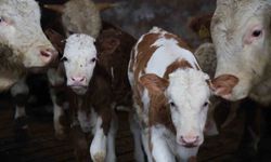 Elazığ'da buzağıların çifte bereketi