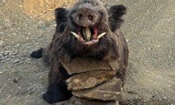 Elazığ’da dağlık arazide 200 kiloluk domuz avı