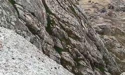 Elazığ'da sürü halinde gezen dağ keçileri kameralara yansıdı