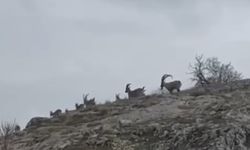 Elazığ’da yaban keçileri doğada böyle görüntülendi