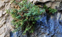 Endemik Malatya kantaronunun kimyasal zenginliği şaşırttı