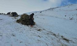 Erciş’te kışın değişmeyen geleneği: Otlar kızaklarla köye indiriliyor