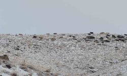 Erek Dağı ve çevresi karla kaplandı