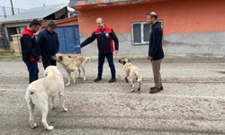 Erzincan'da başıboş sokak köpeklerine kuduz aşısı yapıldı