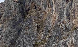 Erzincan'da mahsur kalan keçiler için JAK ve AFAD ekipleri harekete geçti