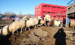 Erzincan'da soğuk hava hayvancılığı etkiledi, sürüler yayladan indirildi