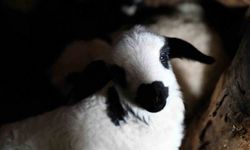 Erzincan’da yılın son kuzuları üreticiyi sevindirdi