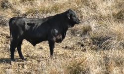 Firari angus, drone kamerasına yansıdı