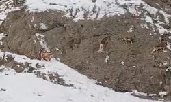 Güzeldere'nin karla kaplı yamaçlarda dağ keçileri kameralara yansıdı