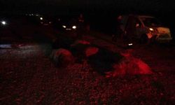 Hafif ticari araç sürüye daldı: Çok sayıda koyun telef oldu