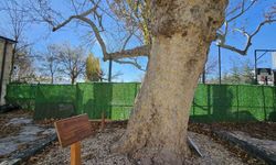 Harput'un 3 asırlık çınarı zamana meydan okuyor