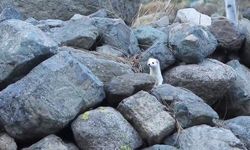 Kamuflaj ustası gelincik, mevsime ayak uydurdu